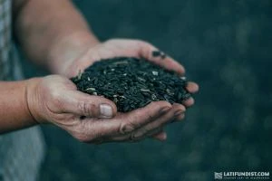 Ціни на соняшник в Україні впали нижче вартості ріпаку