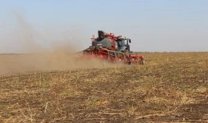 Посівні площі озимих: пшениця скоротиться, ріпак зросте