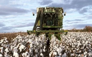 На Миколаївщині зібрали перший врожай бавовнику